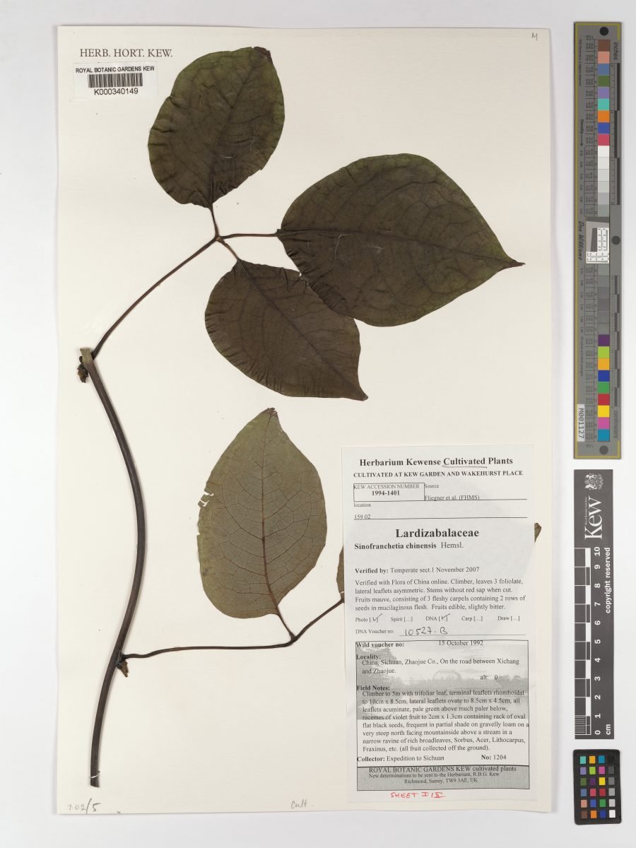 Sinofranchetia chinensis photograph 4