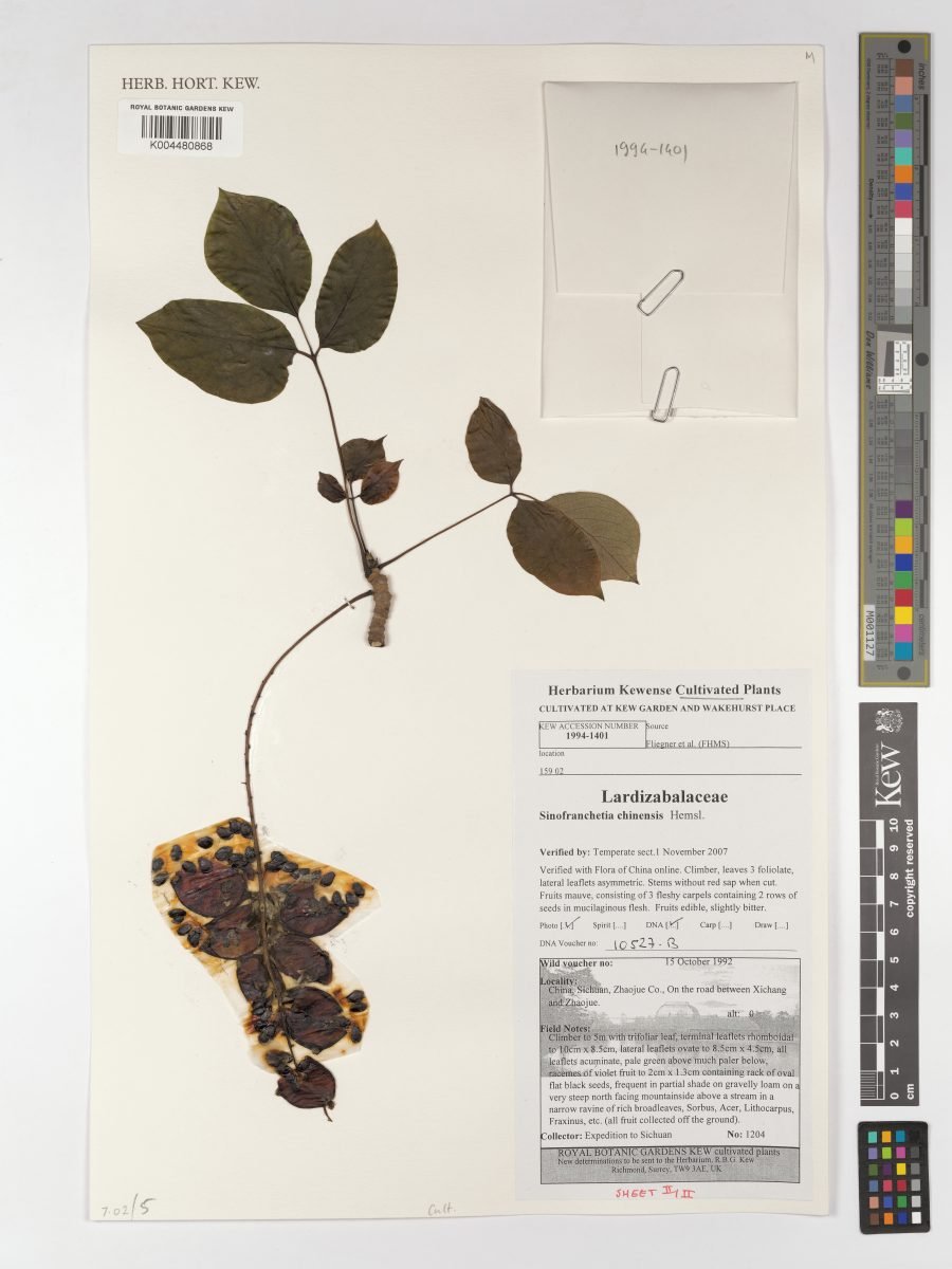 Sinofranchetia chinensis photograph 5