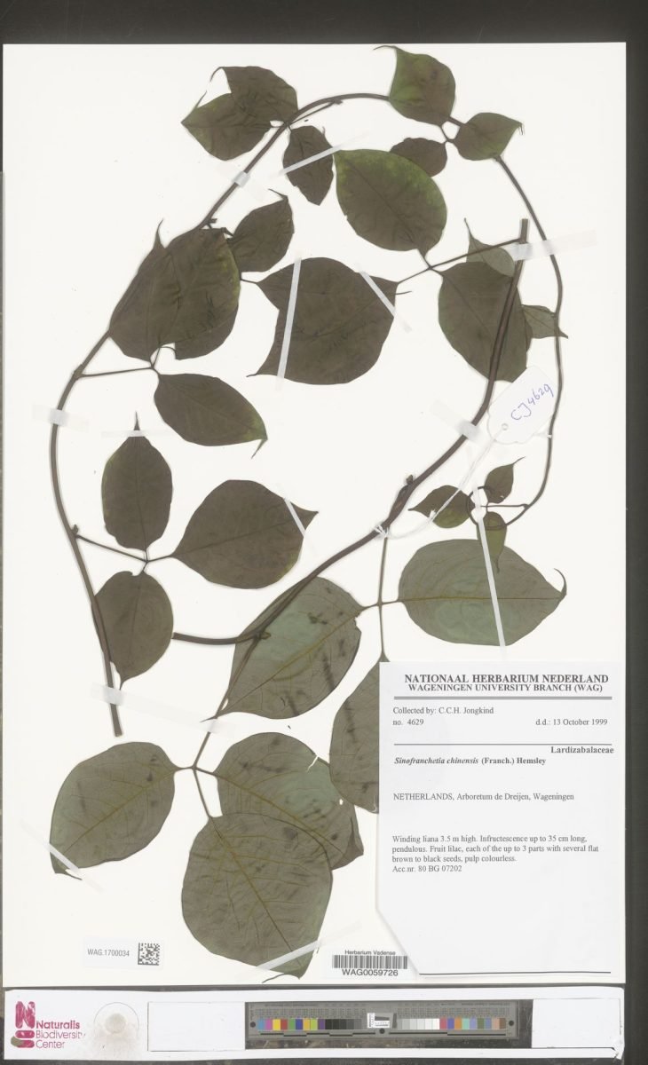 Sinofranchetia chinensis photograph 2
