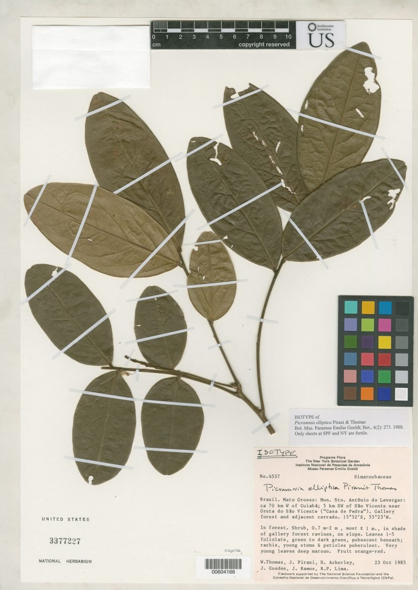 Picramnia elliptica photograph 2