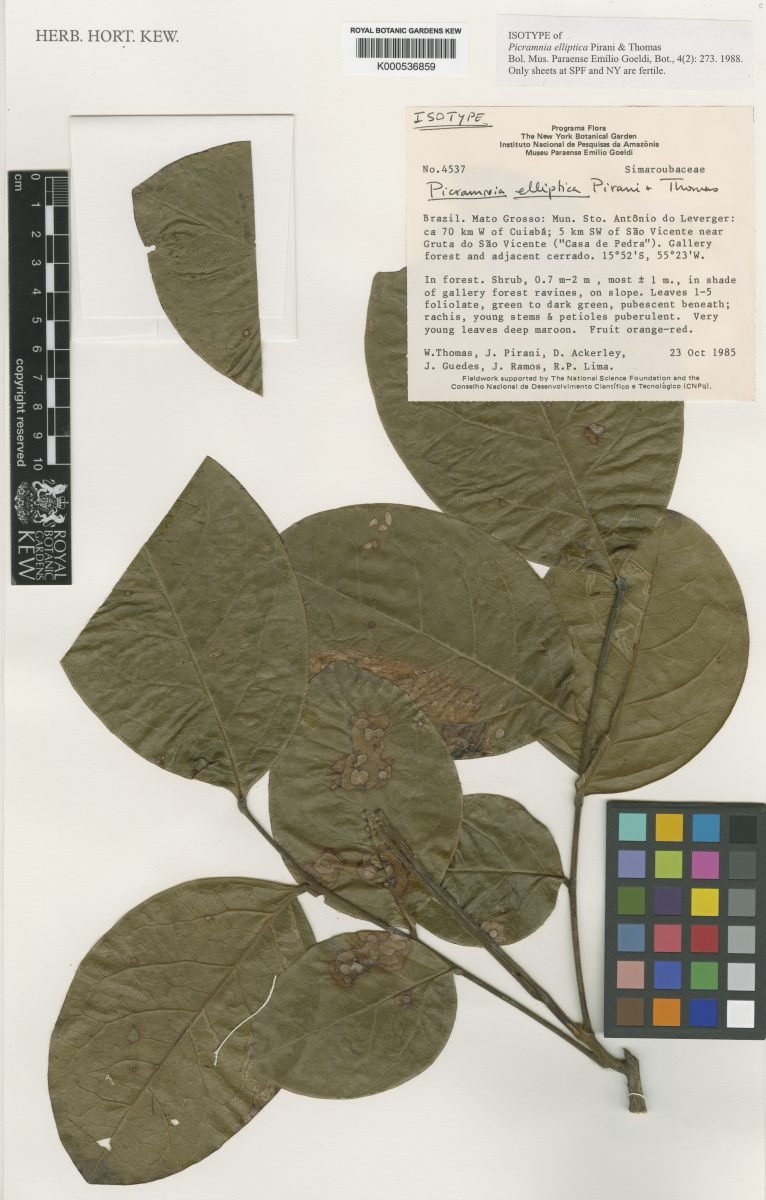 Picramnia elliptica