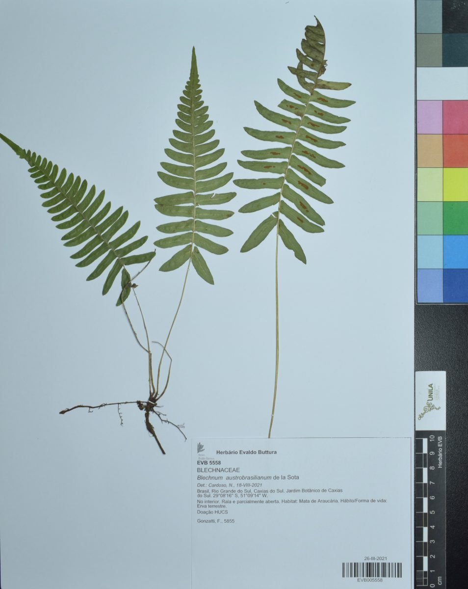 Blechnum austrobrasilianum photograph 2