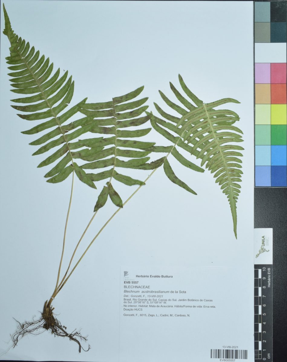 Blechnum austrobrasilianum photograph 3