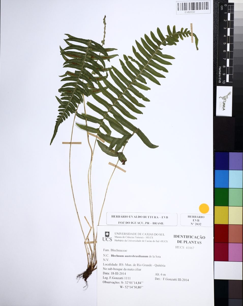 Blechnum austrobrasilianum photograph 4