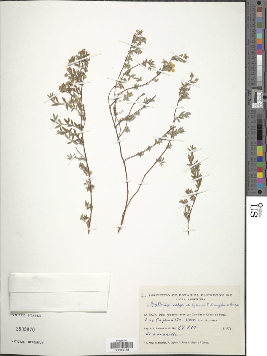 Balbisia calycina photograph 6