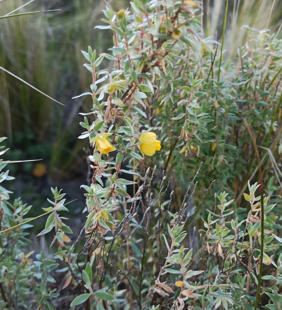 Balbisia calycina