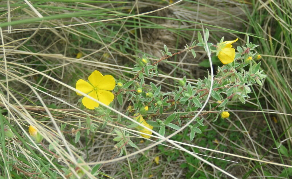Balbisia calycina photograph 4