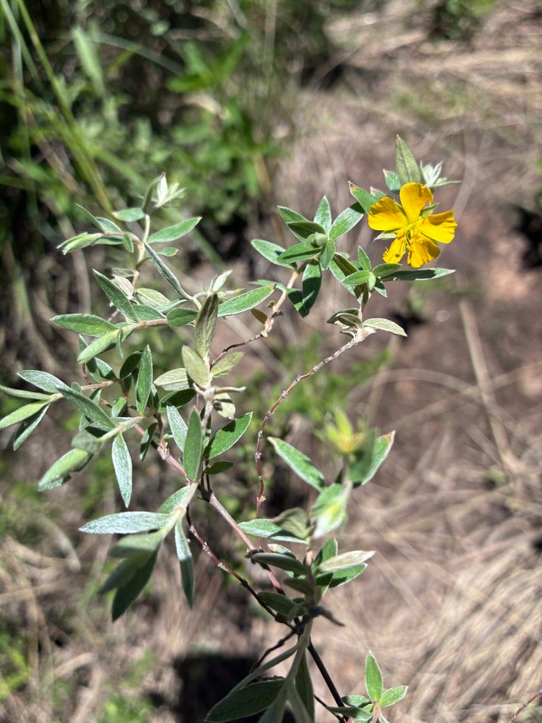 Balbisia calycina photograph 2