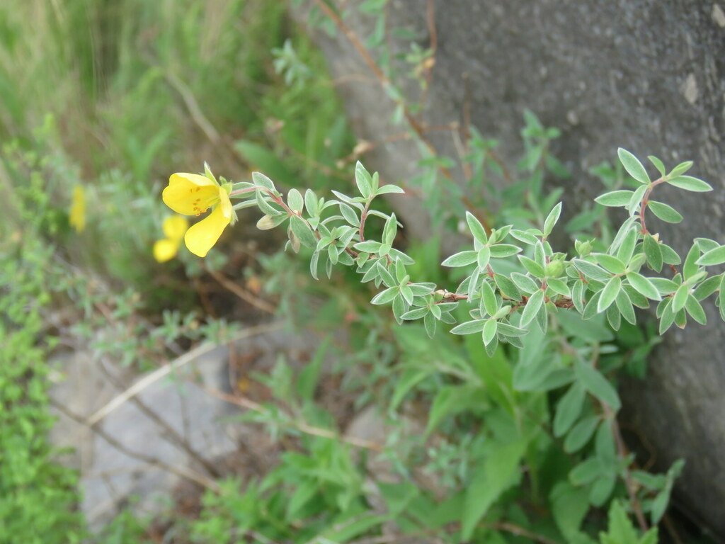 Balbisia calycina photograph 3