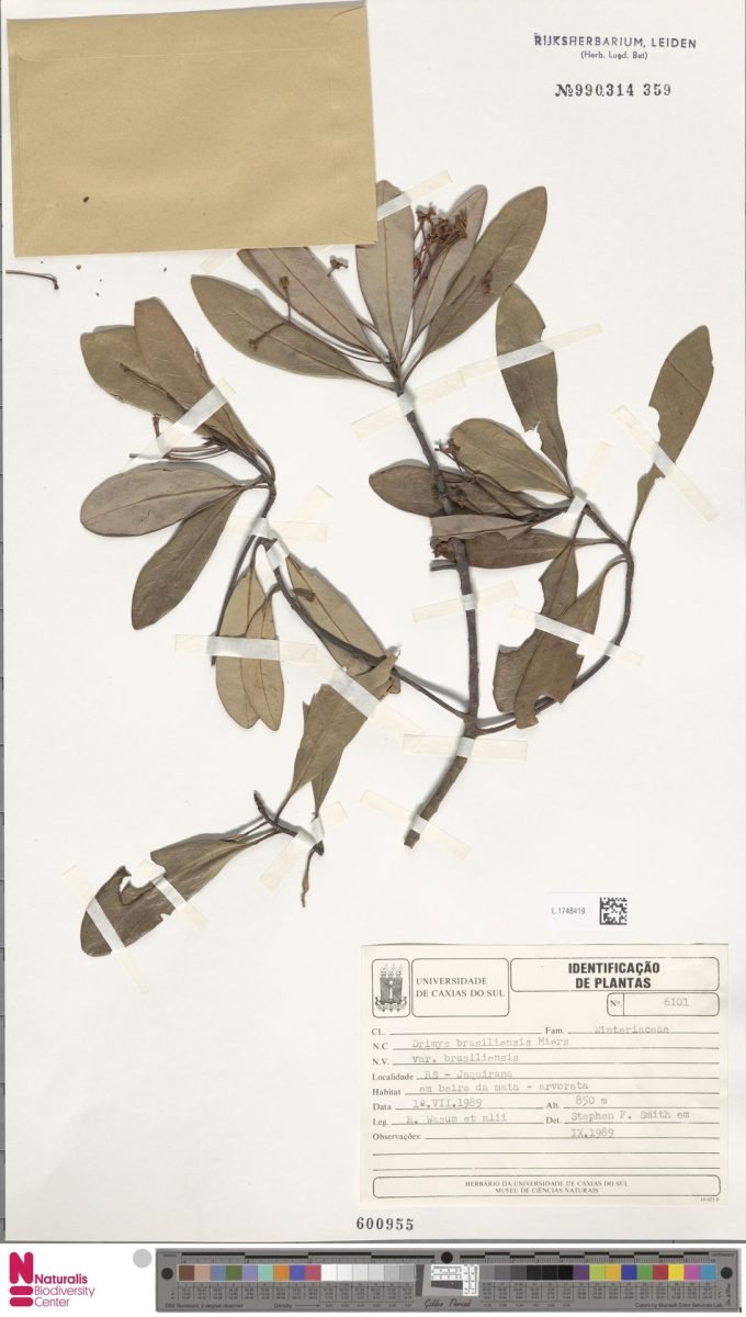 Drimys brasiliensis subsp. brasiliensis photograph 6
