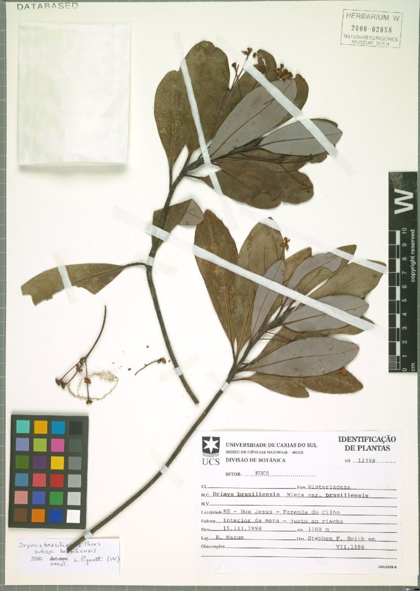 Drimys brasiliensis subsp. brasiliensis photograph 4