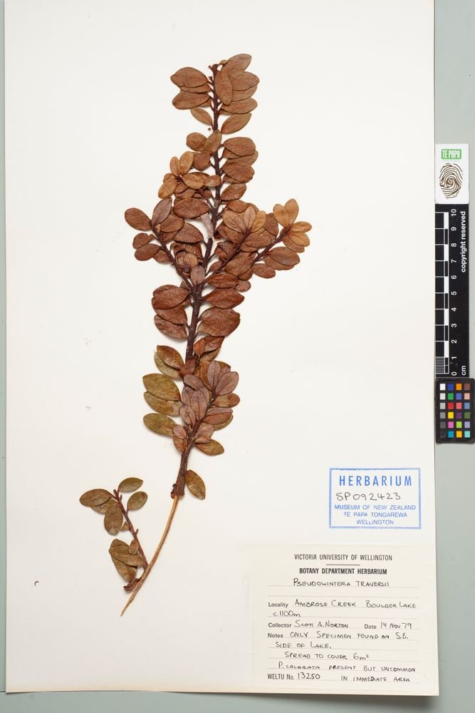 Pseudowintera traversii photograph 6