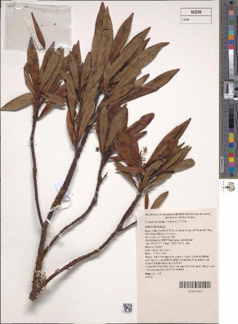 Tasmannia stipitata photograph 5