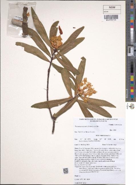 Tasmannia stipitata photograph 3