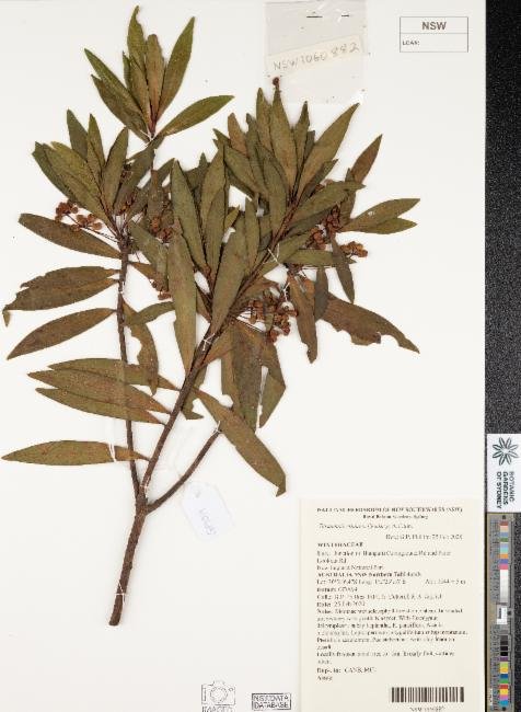 Tasmannia stipitata