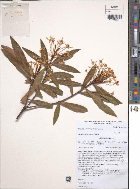 Tasmannia stipitata photograph 2