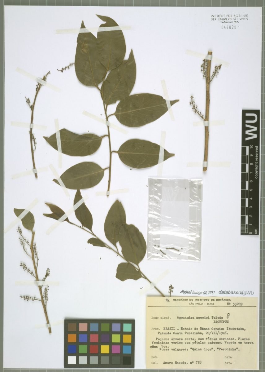 Agonandra brasiliensis subsp. brasiliensis photograph 5