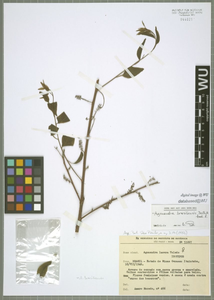 Agonandra brasiliensis subsp. brasiliensis photograph 6