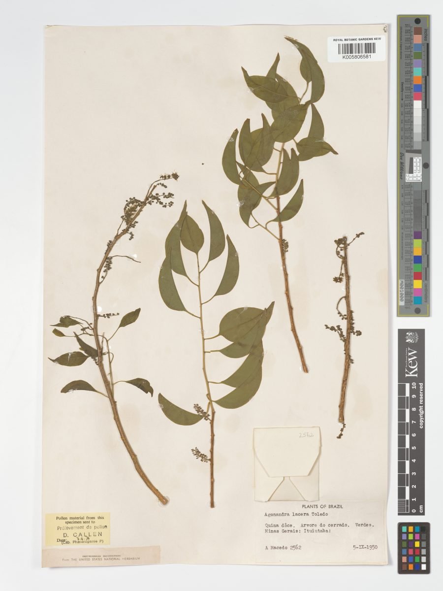 Agonandra brasiliensis subsp. brasiliensis photograph 4