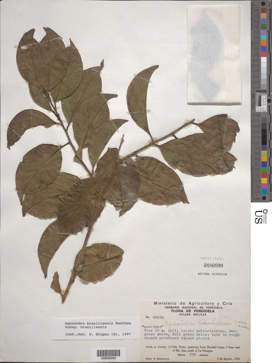 Agonandra brasiliensis subsp. brasiliensis photograph 3