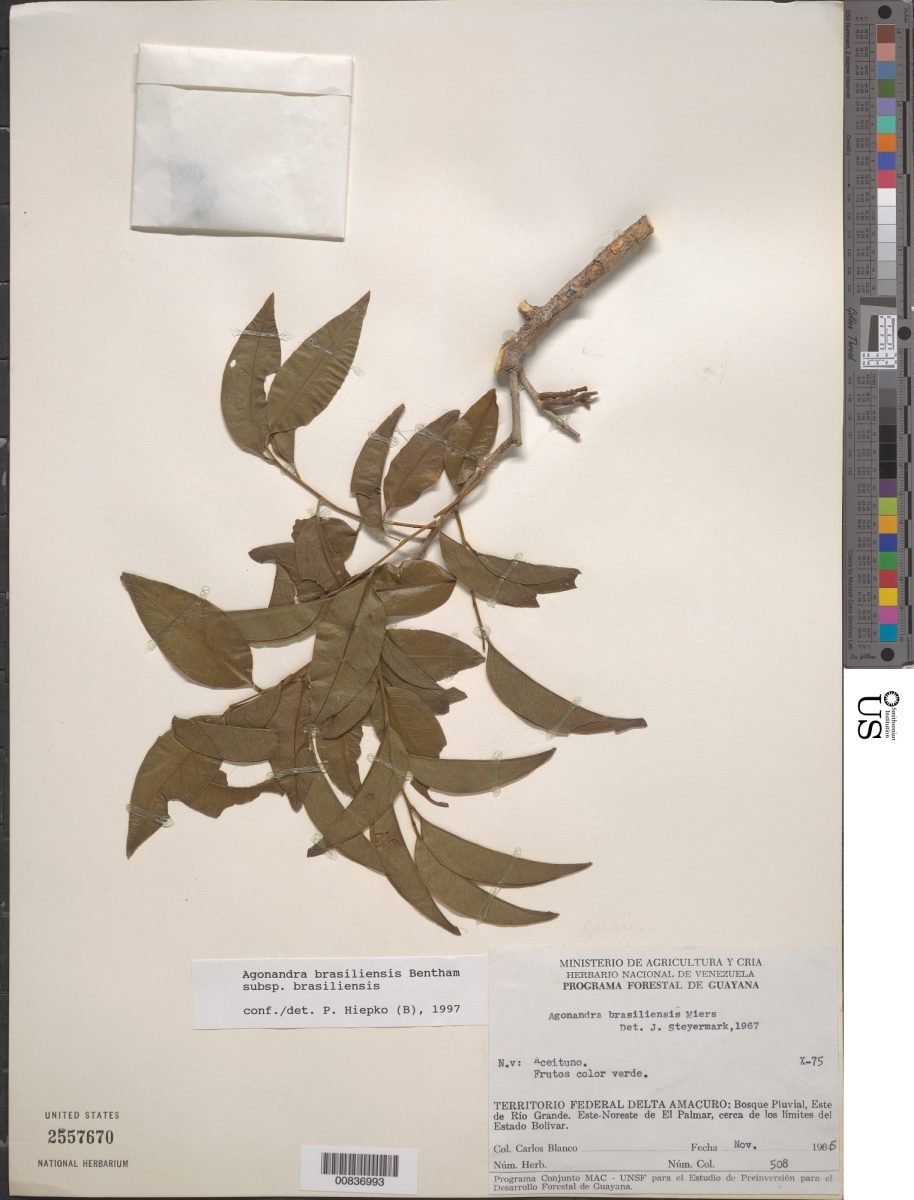 Agonandra brasiliensis subsp. brasiliensis photograph 2