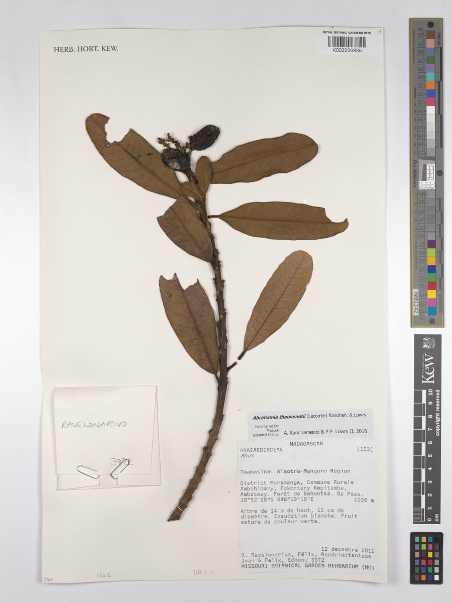 Abrahamia thouvenotii photograph 2