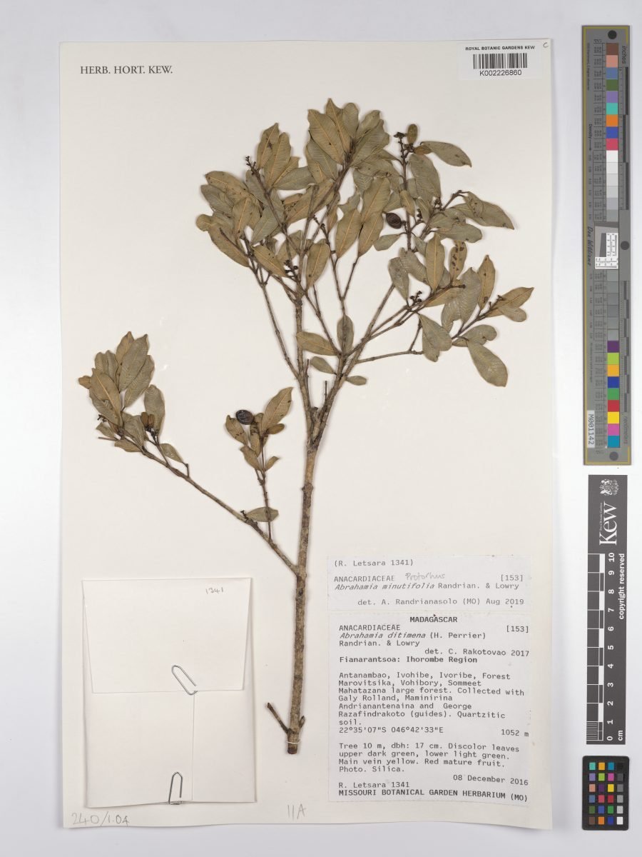 Abrahamia minutifolia photograph 3