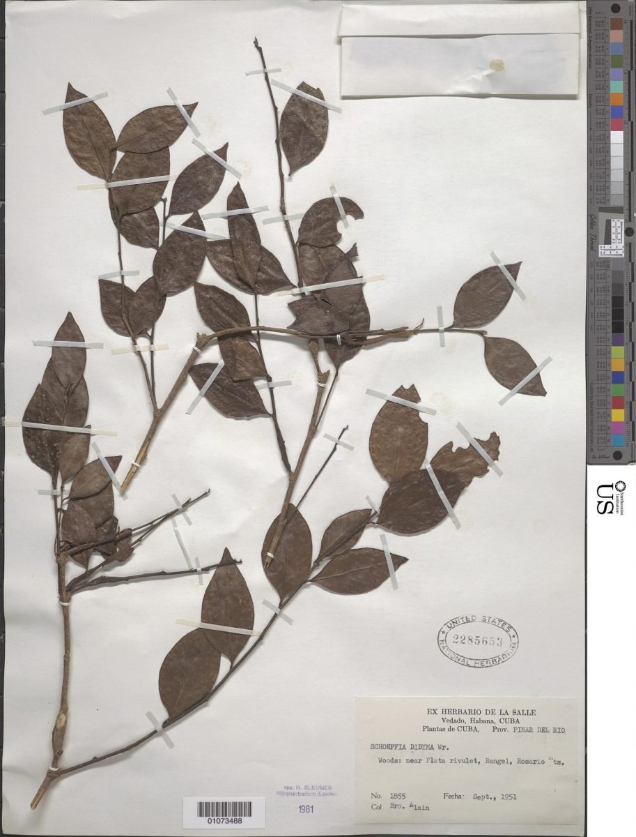 Schoepfia didyma photograph 3