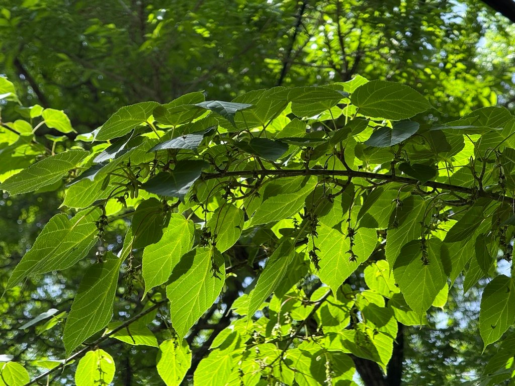 Acer davidii subsp. grosseri