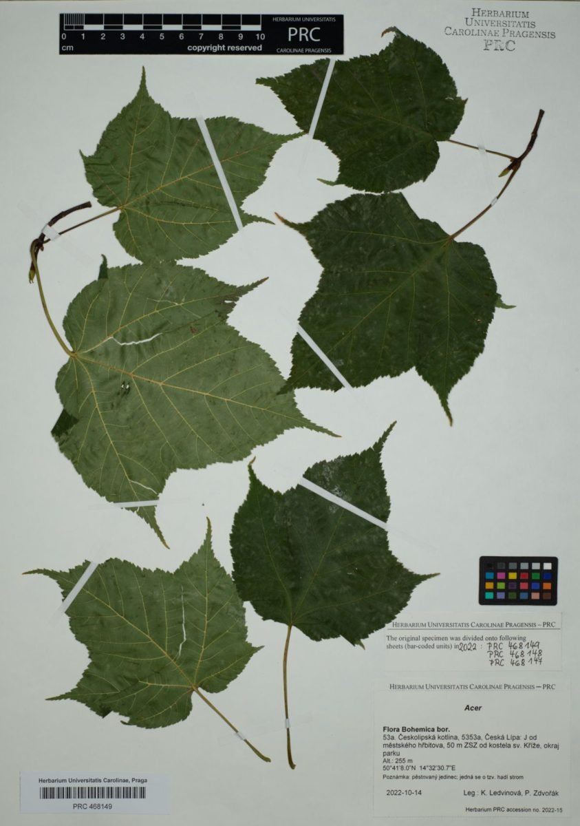 Acer davidii subsp. grosseri photograph 3