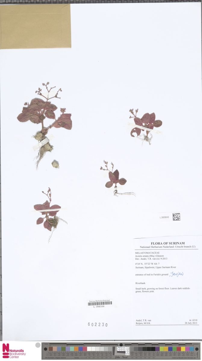 Aciotis ornata photograph 4