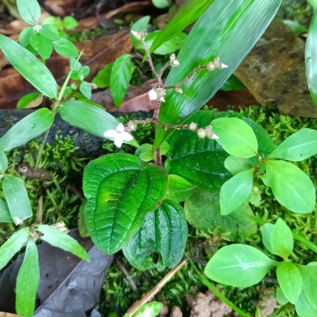 Aciotis ornata