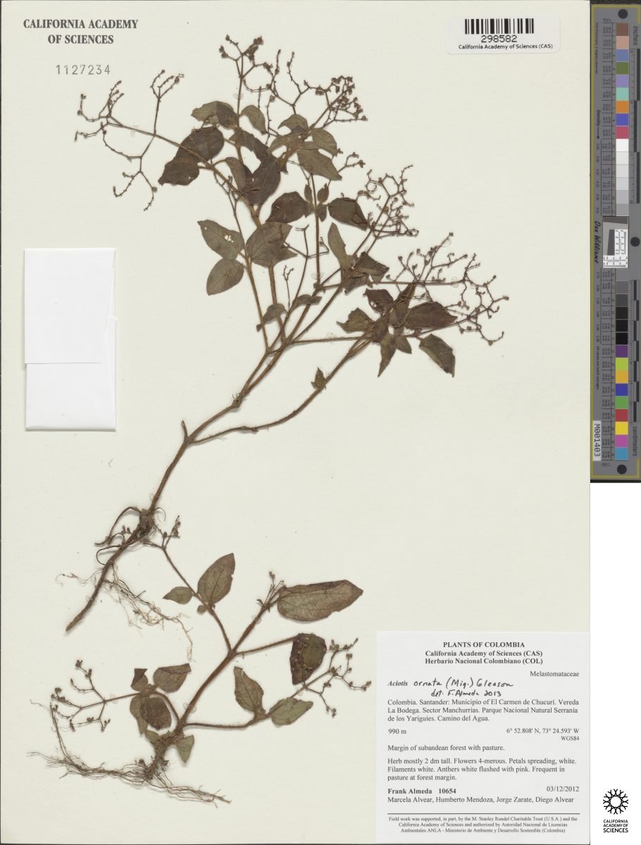 Aciotis ornata photograph 5