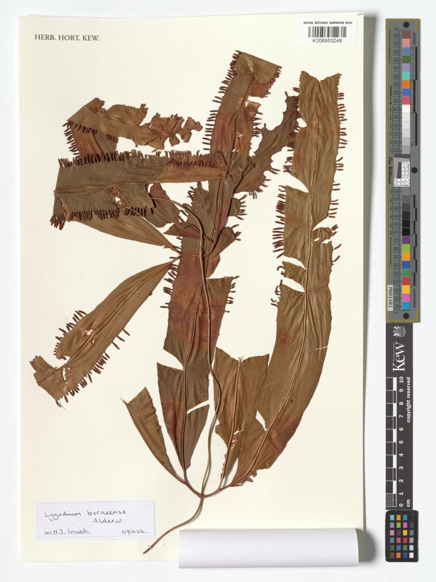 Lygodium borneense photograph 5