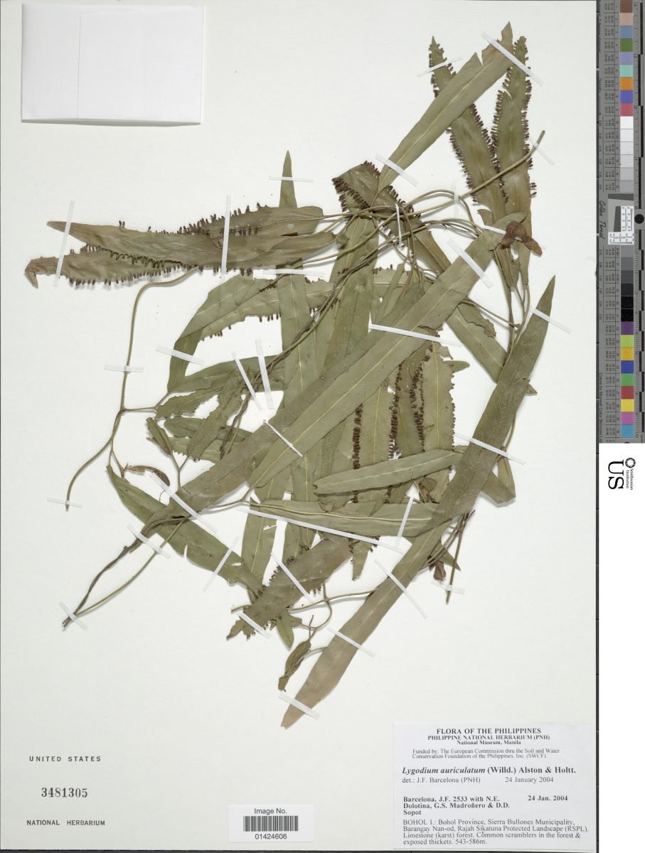 Lygodium borneense photograph 2