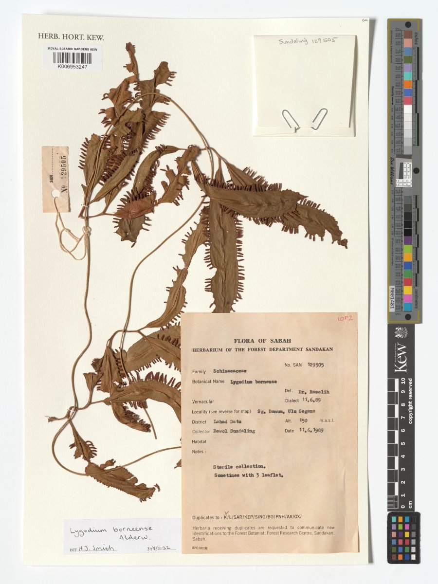 Lygodium borneense photograph 6