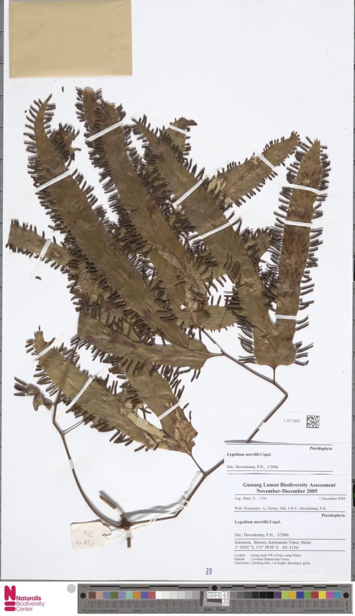 Lygodium borneense