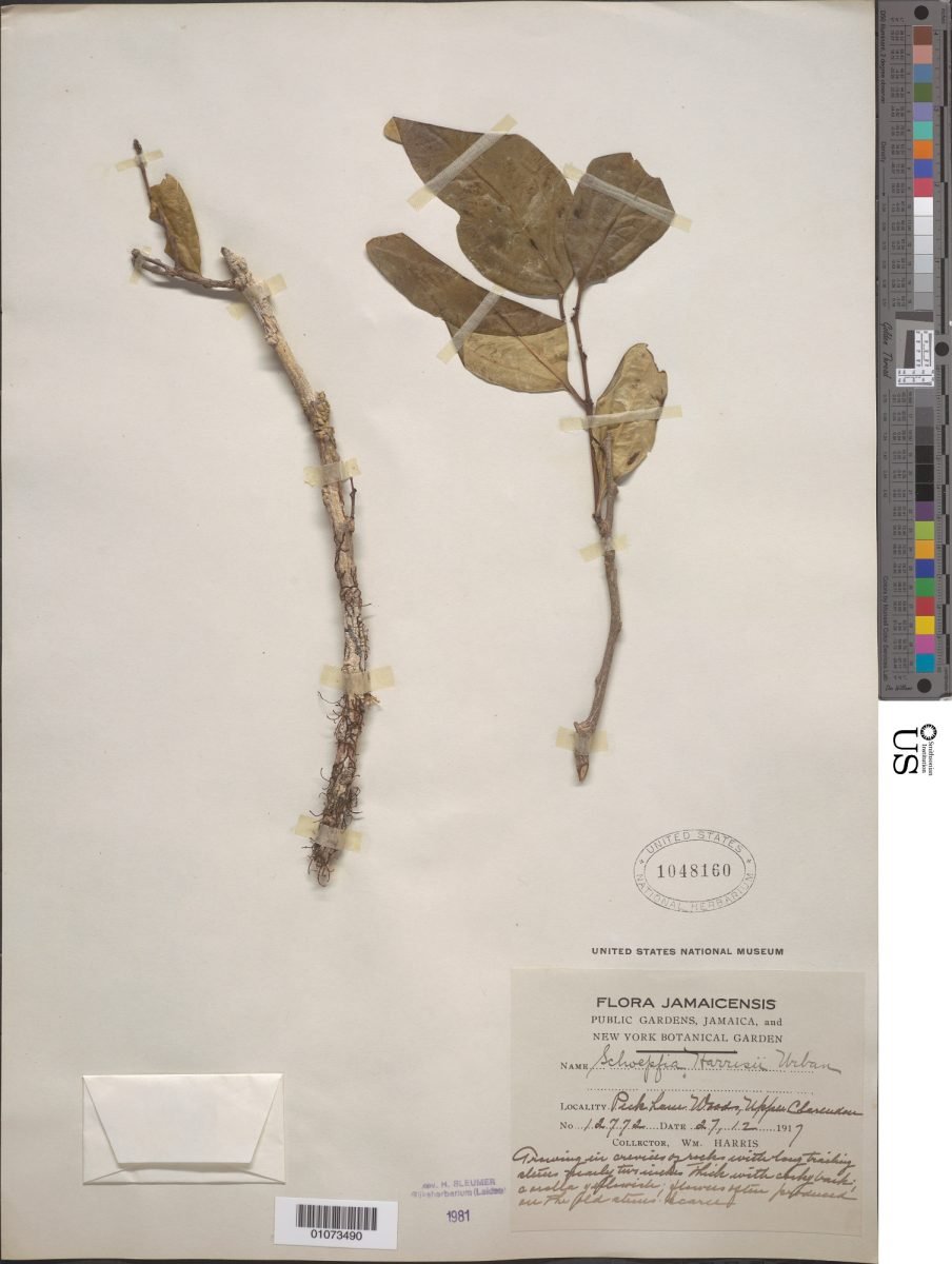 Schoepfia harrisii photograph 4