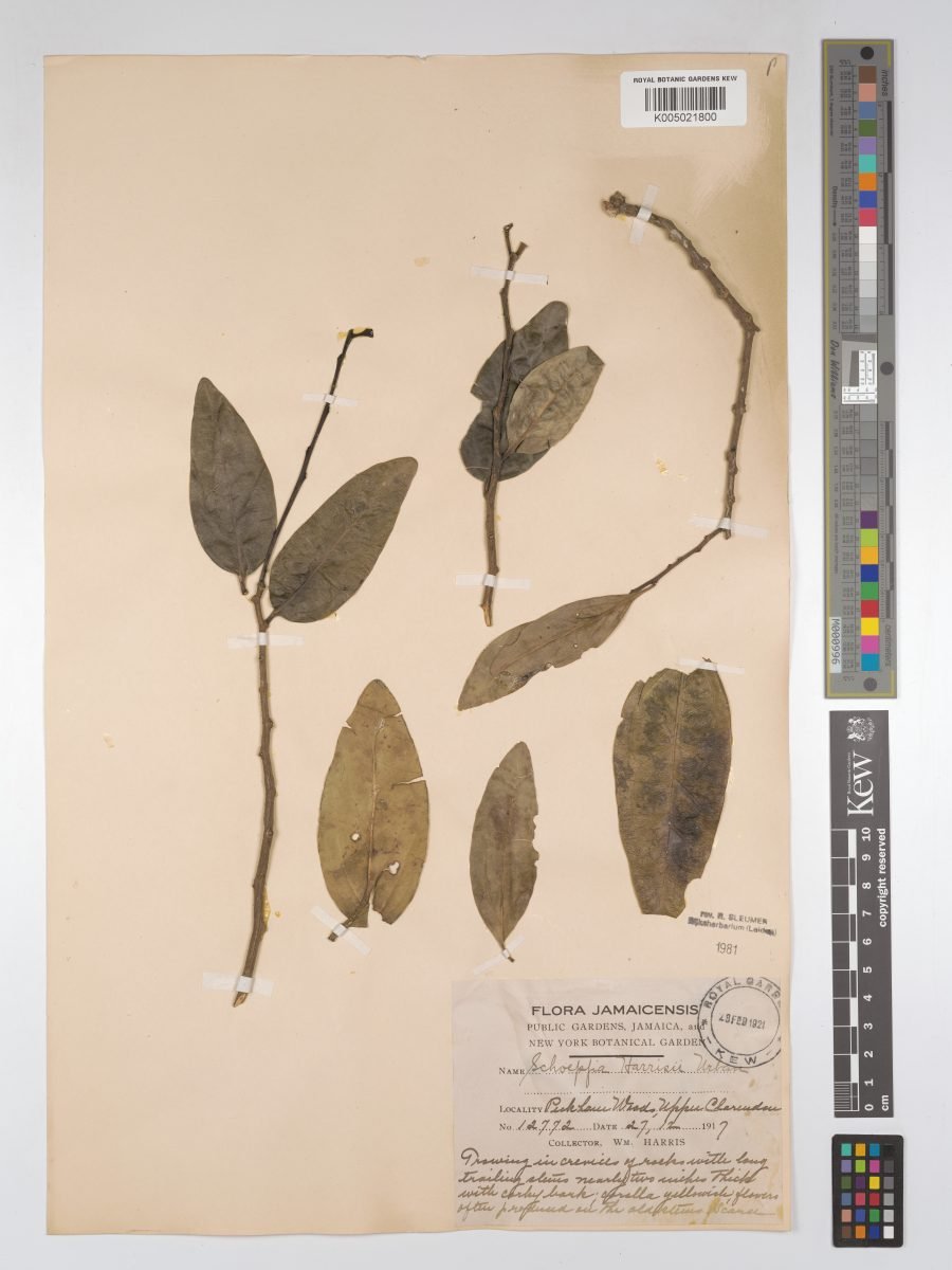 Schoepfia harrisii photograph 6