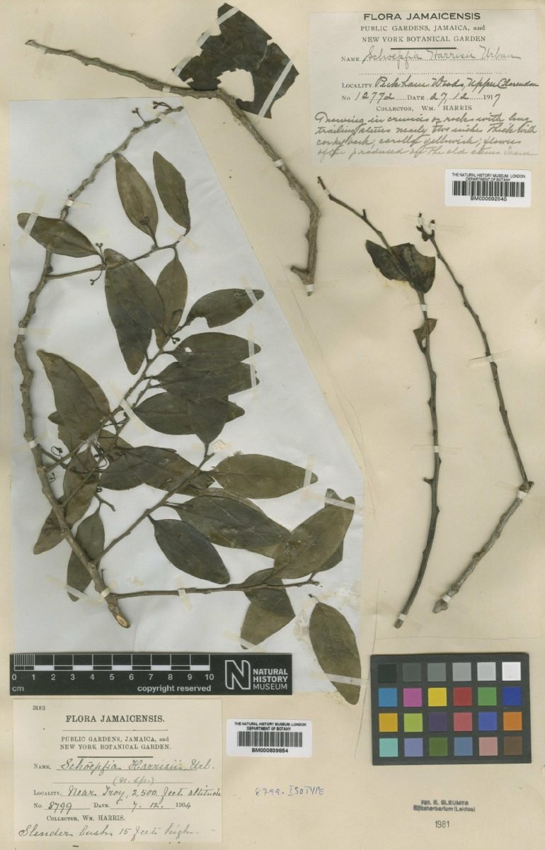 Schoepfia harrisii photograph 3