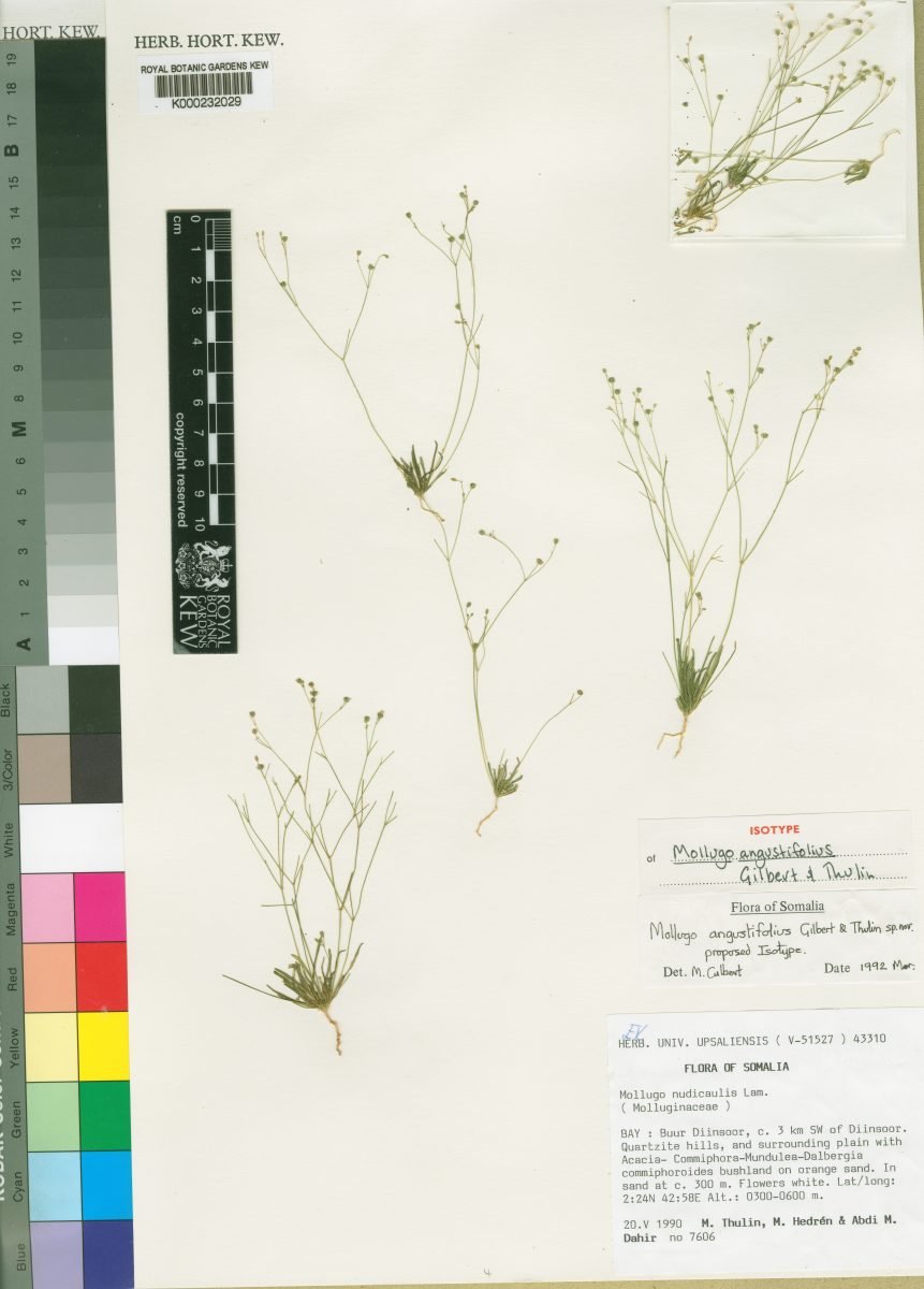 Mollugo angustifolia photograph 2