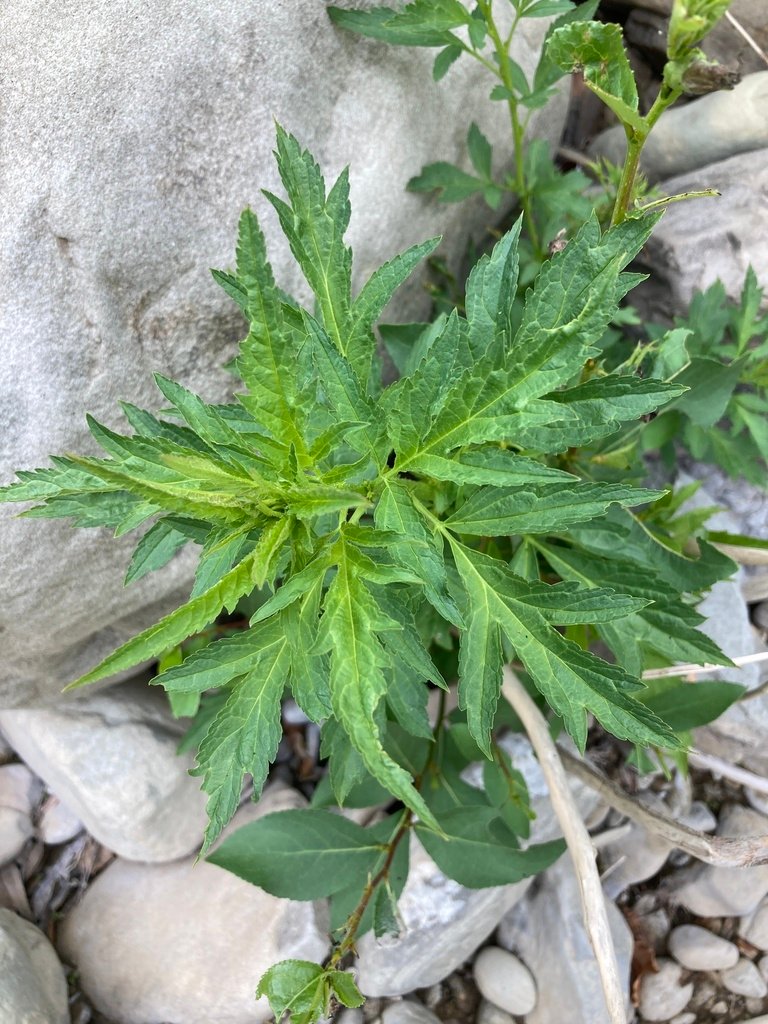 Datisca glomerata photograph 2