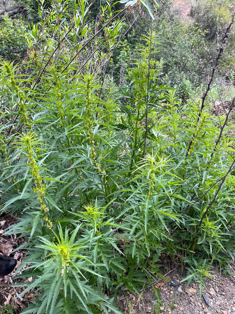 Datisca glomerata photograph 4