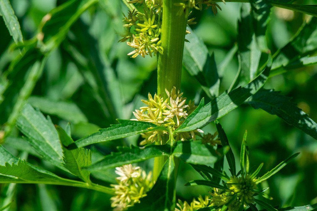 Datisca glomerata photograph 6