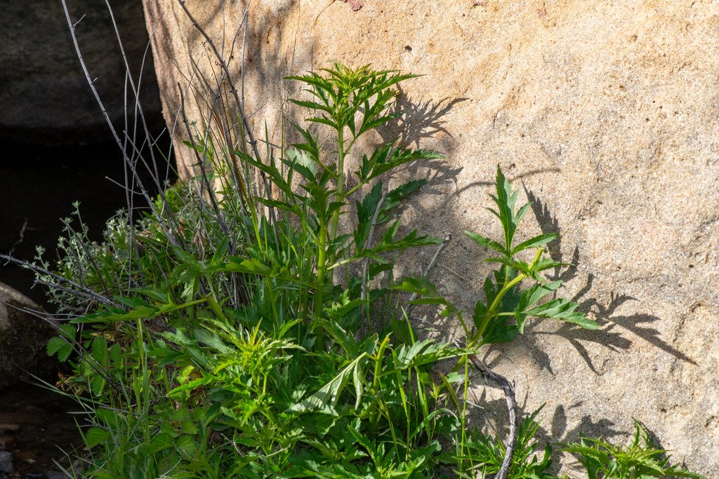 Datisca glomerata photograph 5