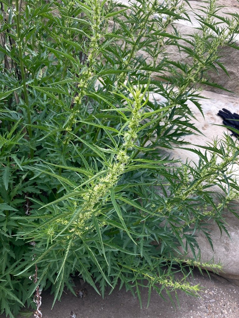Datisca glomerata
