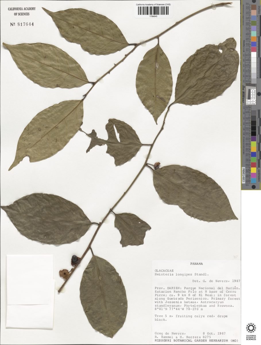Heisteria acuminata subsp. acuminata photograph 3