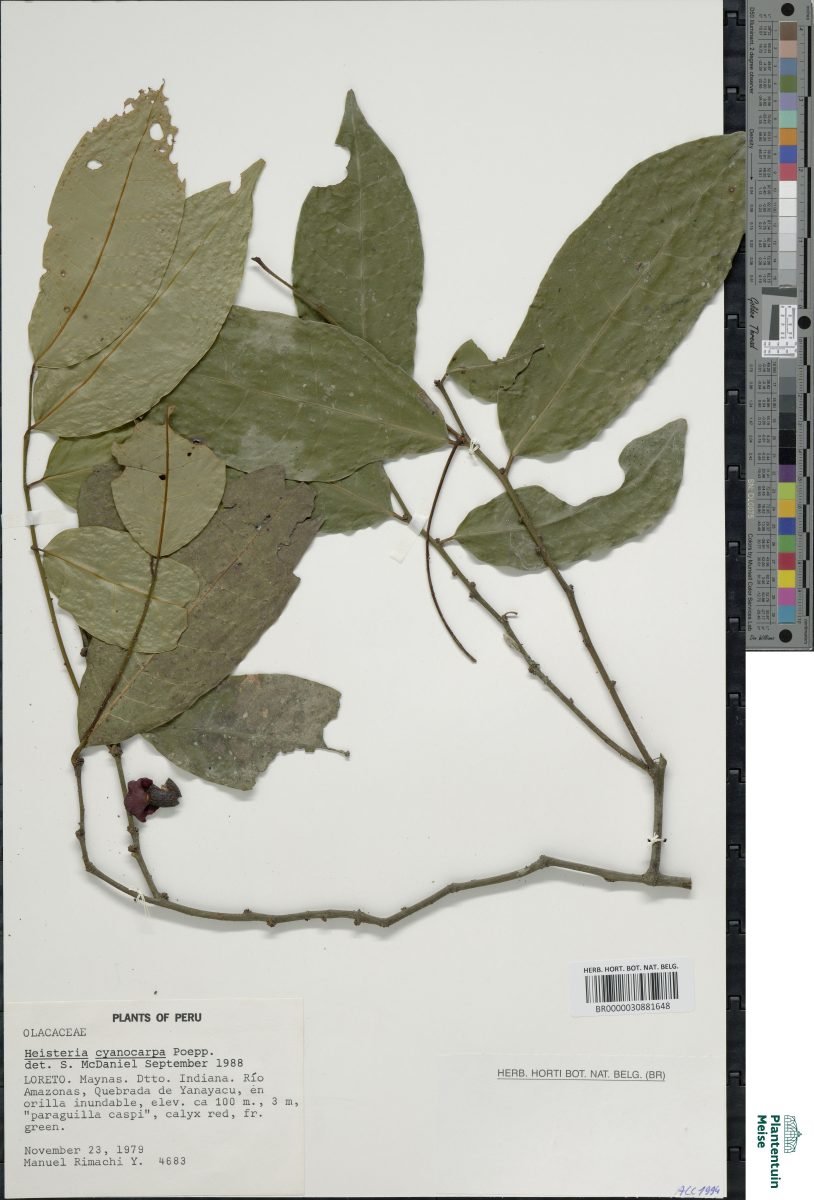 Heisteria acuminata subsp. acuminata photograph 5