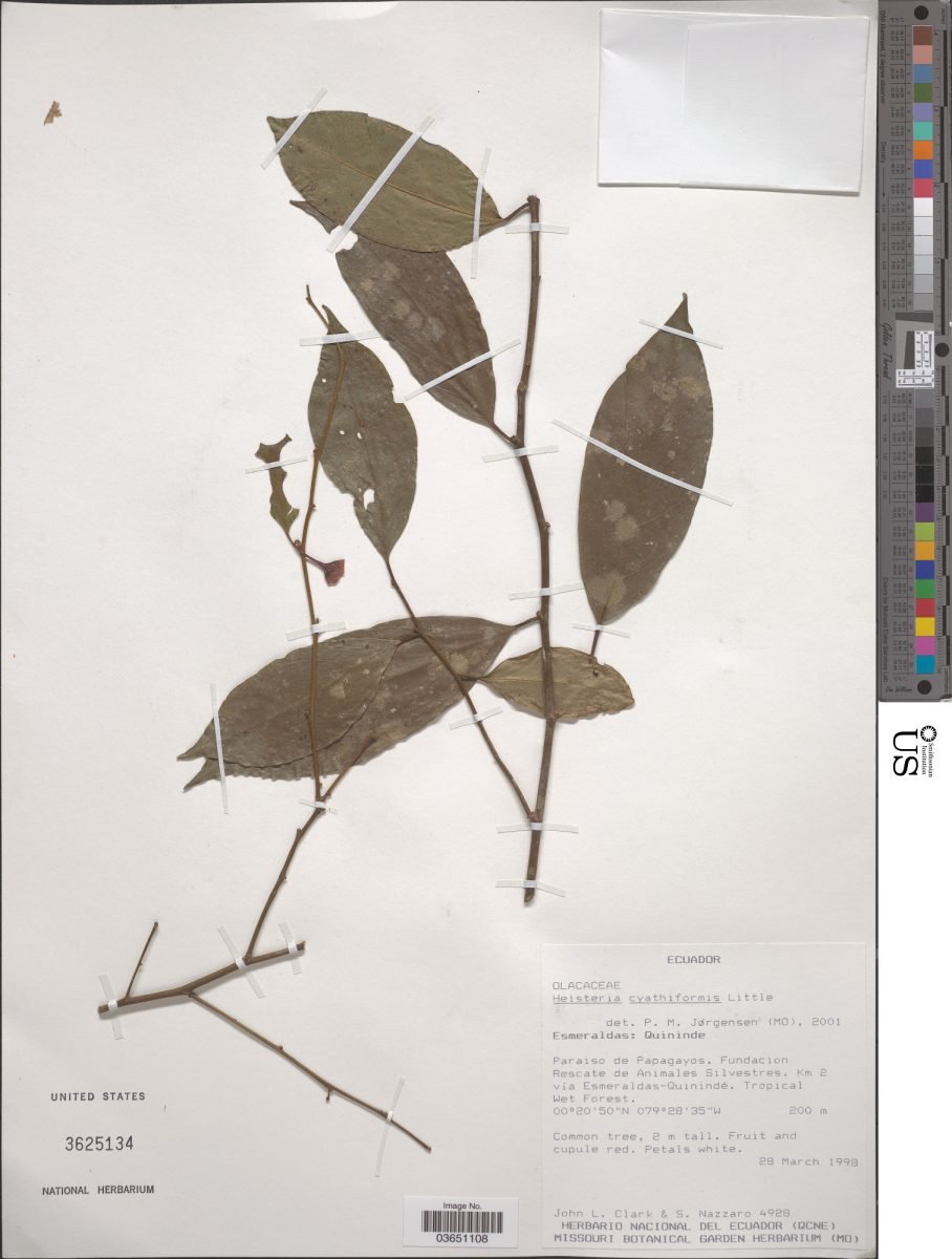 Heisteria acuminata subsp. acuminata
