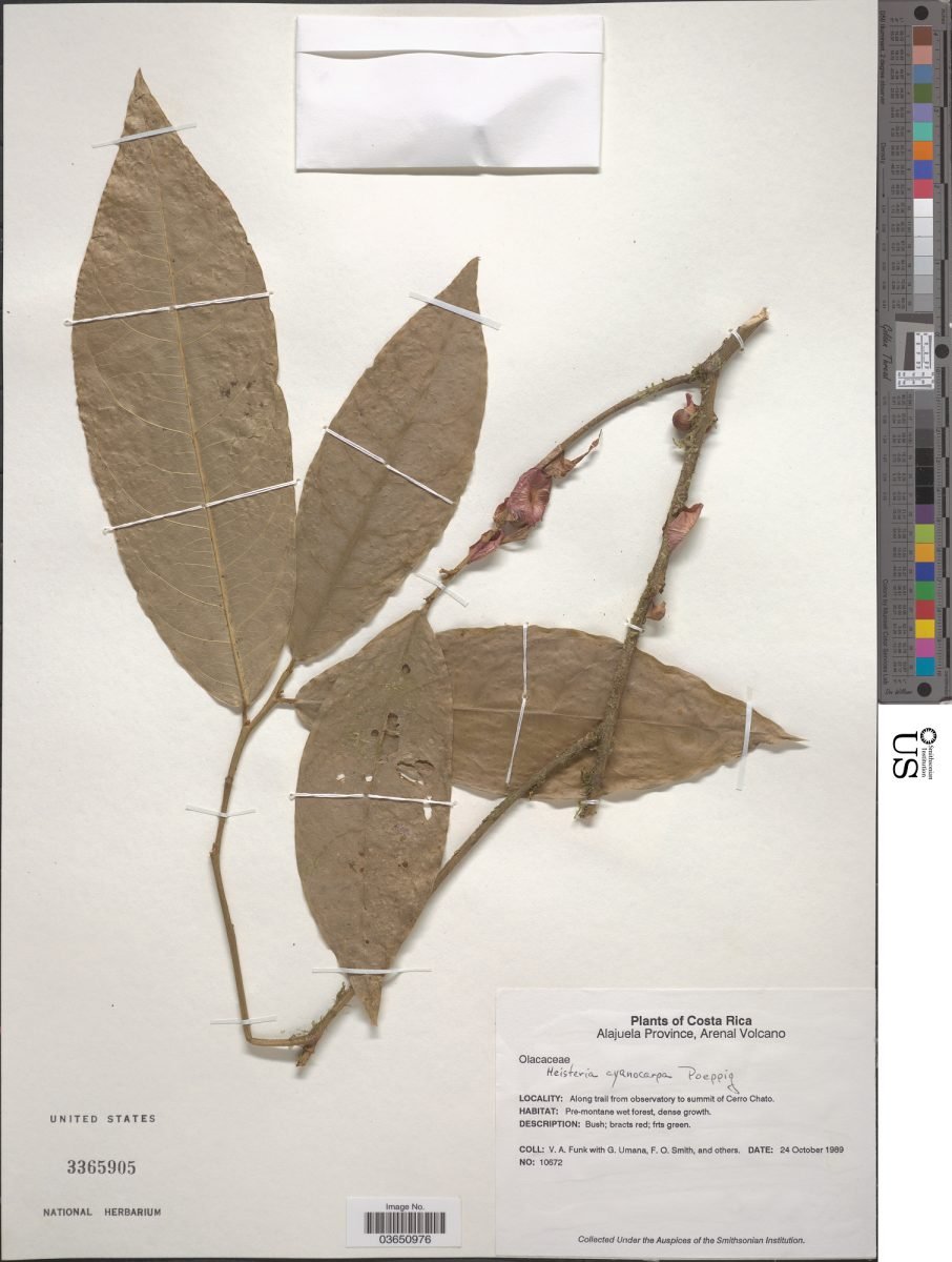 Heisteria acuminata subsp. acuminata photograph 2